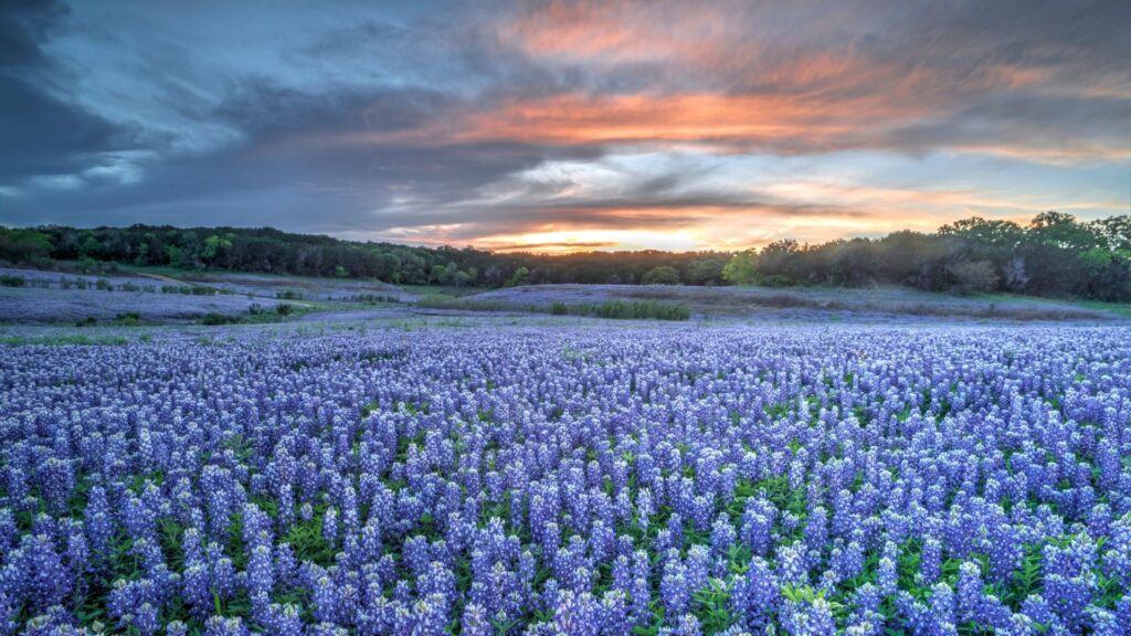 A vibrant field of texas bluebonnets at sunset, representing the natural beauty and extensive service reach of acculocations in the dallas, texas area.